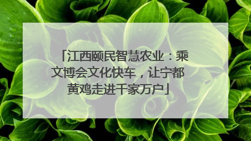 江西颐民智慧农业：乘文博会文化快车，让宁都黄鸡走进千家万户